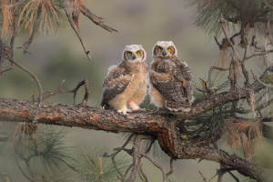 Great Horned Owl Siblings