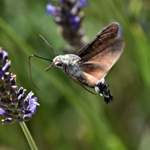 Hummingbird Hawk-moth