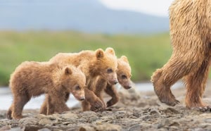 Three Bears Following the Leader