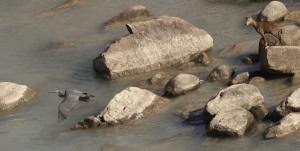 Goral Watching White Bellied Heron