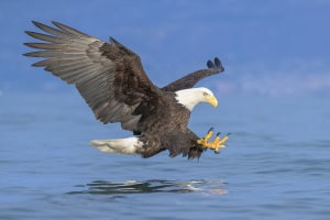 Bald Eagle