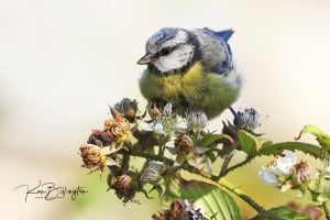 Eurasian Blue Tit Feeding on Blackberries
