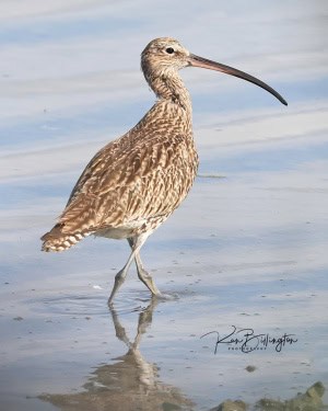 Eurasian Curlew