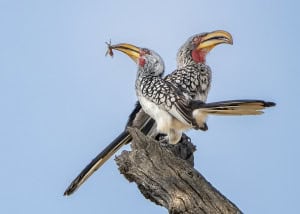 Pair of Yellow-billed Hornbills