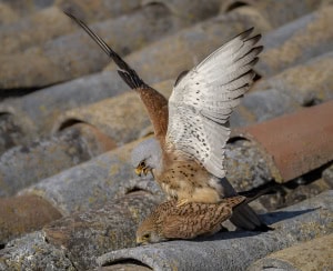 Mating Lesser Kestrels