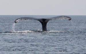 Whale Tail