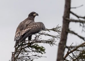 High on the Treetop