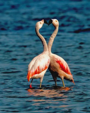 Flamingos
