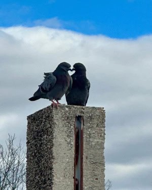 Pigeon Love
