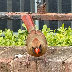 Female Cardinal Rules 