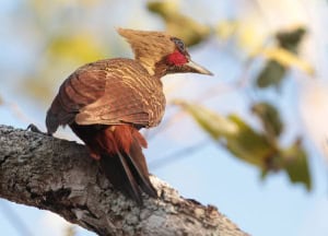 Pale Crested Listening