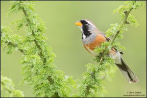 Many-colored Chaco Finch
