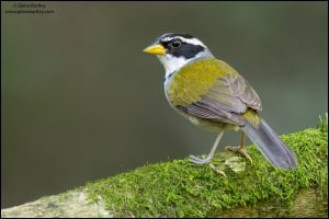 Moss-backed Sparrow 