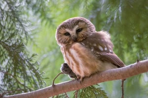 A Northern Saw-whet Owl Clutching a Partially Consumed Vole