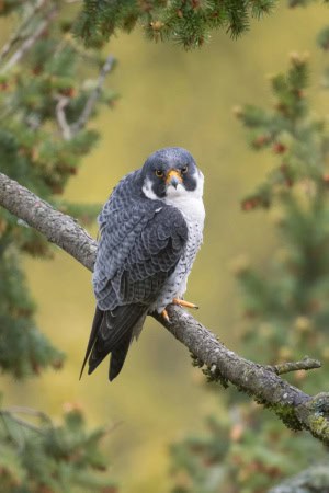 A Male Peregrine Falcon Perches in the Canopy of a Douglas Fir
