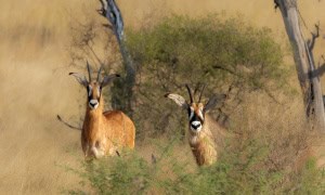 Roan Antelope