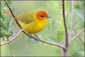Rust and Yellow Tanager 
