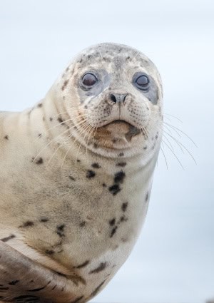 We Usually See Harbor Seals in and Out of the Water