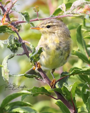 Willow Warbler