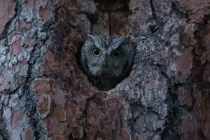 A Female Western Screech-owl Peers Out from Her Nest Cavity