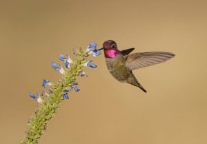 Anna’s Hummingbird Photographed in Ambient Light