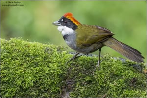 Chestnut-capped Brush Finch