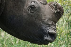 White Rhino Calf