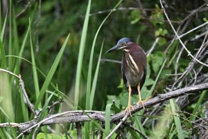 The Green Heron