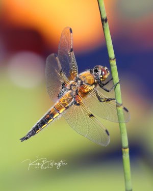 Four-spotted Chaser 