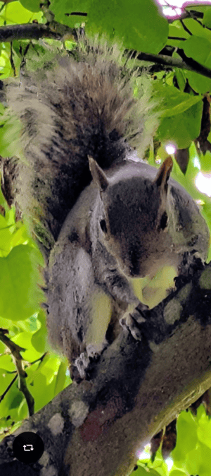Grey Squirrel Eating a Peanut