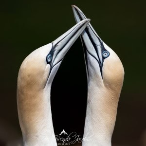 Northern Gannet Love