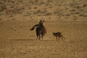 Brown Hyena and Its Trophee 