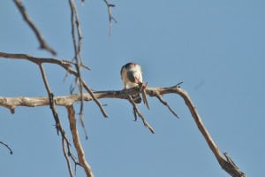 Pygmy Falcon