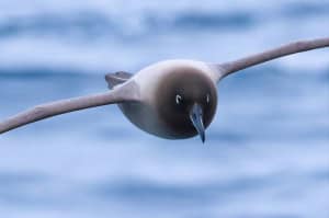 Light-mantled Albatross 