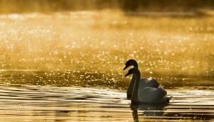 Mute Swans