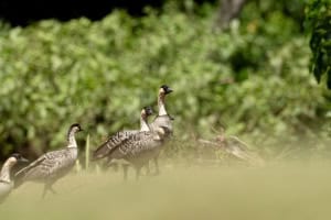 Nene Geese