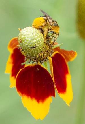 Pollen-covered Bee