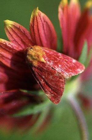 Painted Schinia Moth