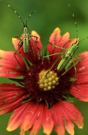 Texas Katydid Nymphs on Firewheel