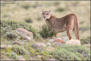Curious Puma 