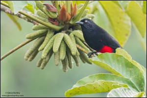 Red-bellied Grackle (Hypopyrrhus Pyrohypogaster)