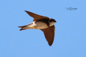 Sand Martin in Flight