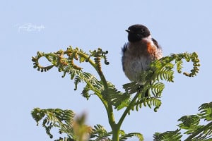 Stonechat on Bracken