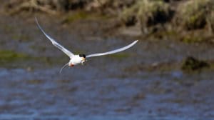 Tern