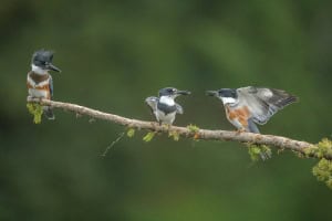 Three Kingfishers on the Same Perch