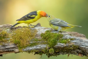 Western Tanager Feeding Its Young