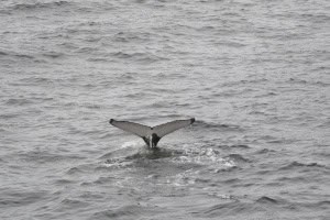 A Whale of a Time!