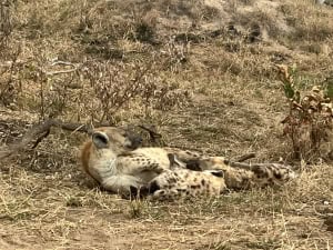 A Faithful Mum