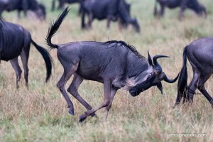 Wildebeest at Play