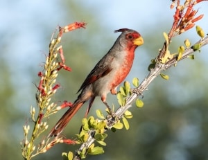 Pyrrhuloxia on Ocotillo